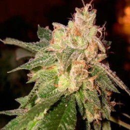 O.G. Kush Feminizada de Royal Queen