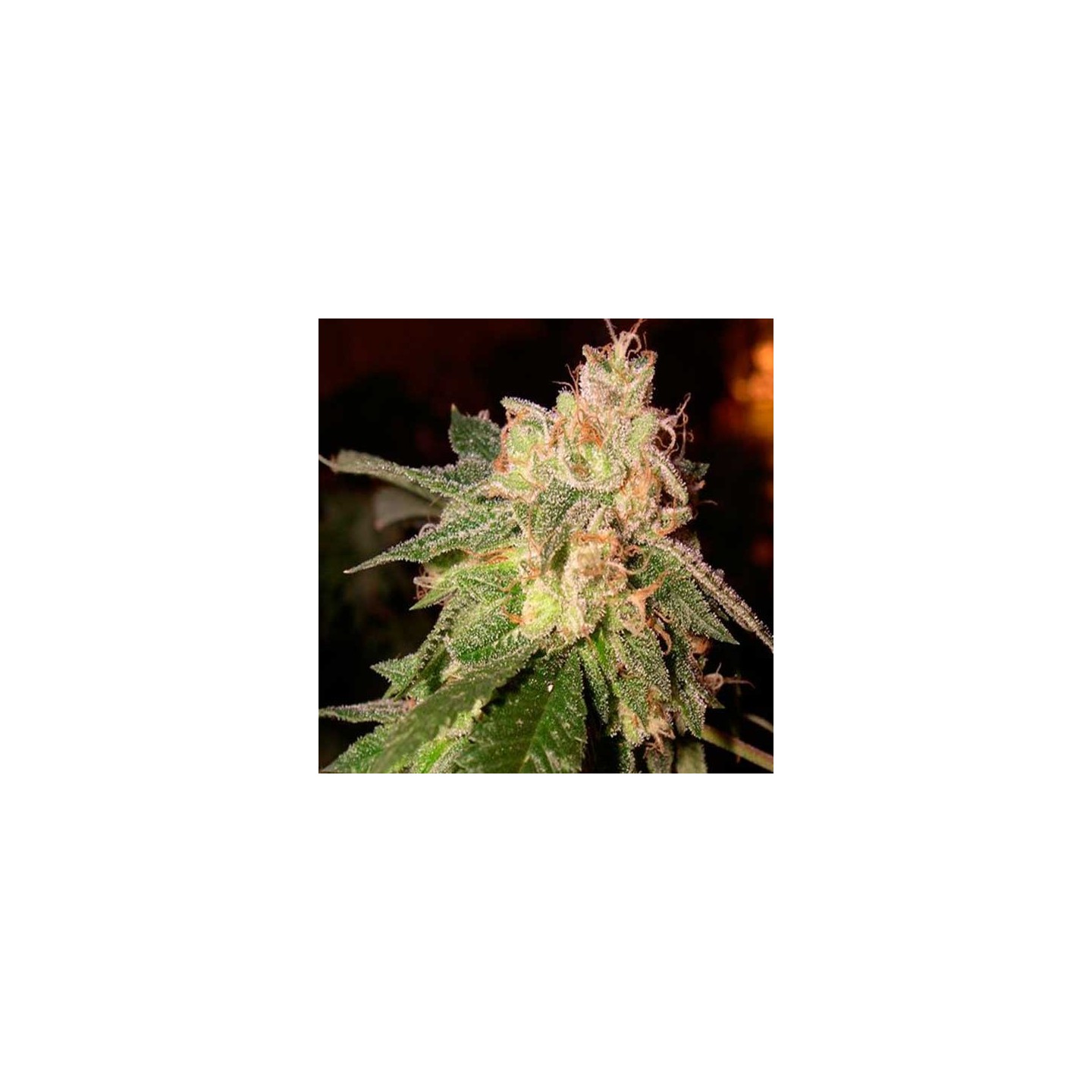 O.G. Kush Feminizada de Royal Queen
