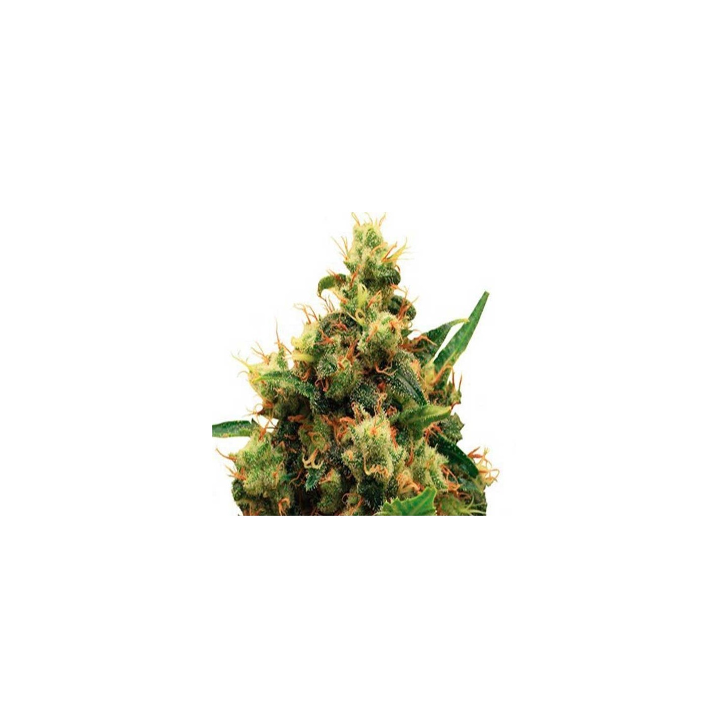 Painkiller XL Feminizada de Royal Queen