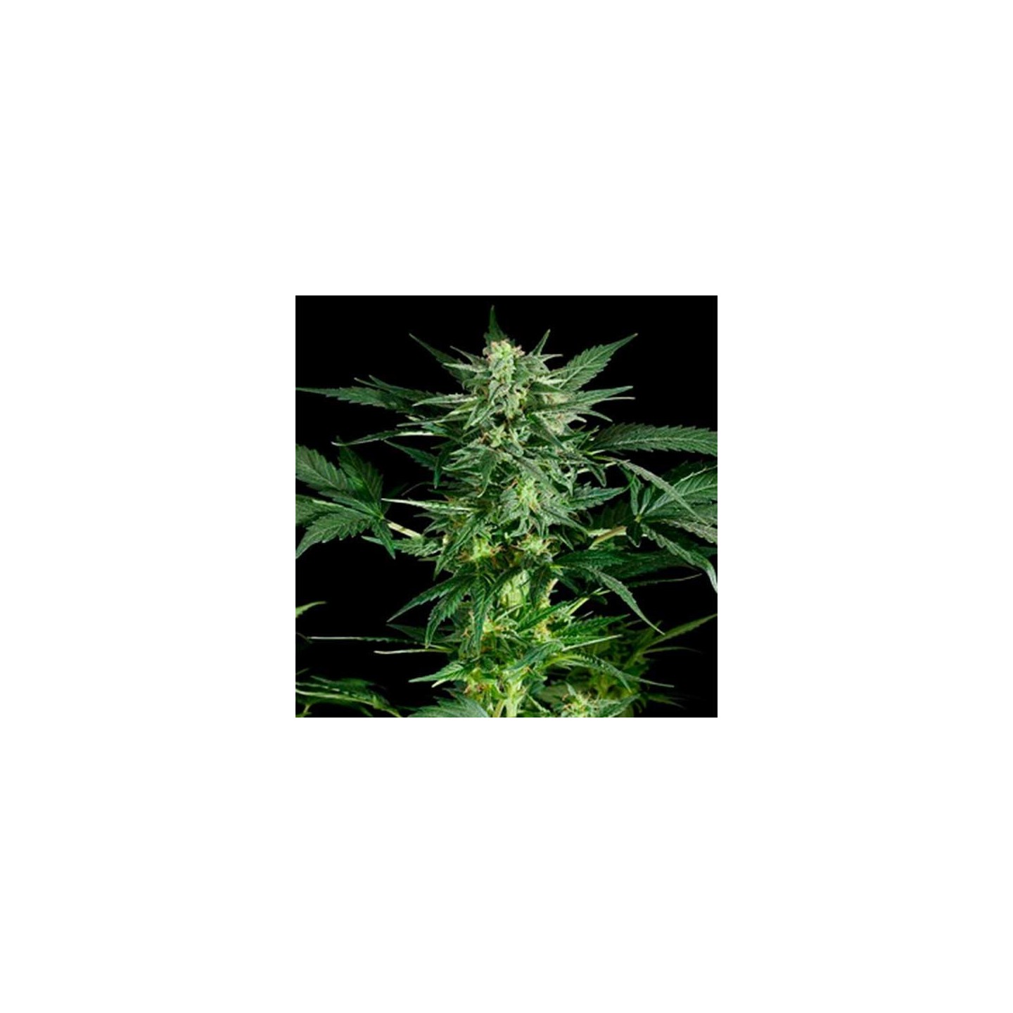 Pineapple Kush Feminizada de Royal Queen