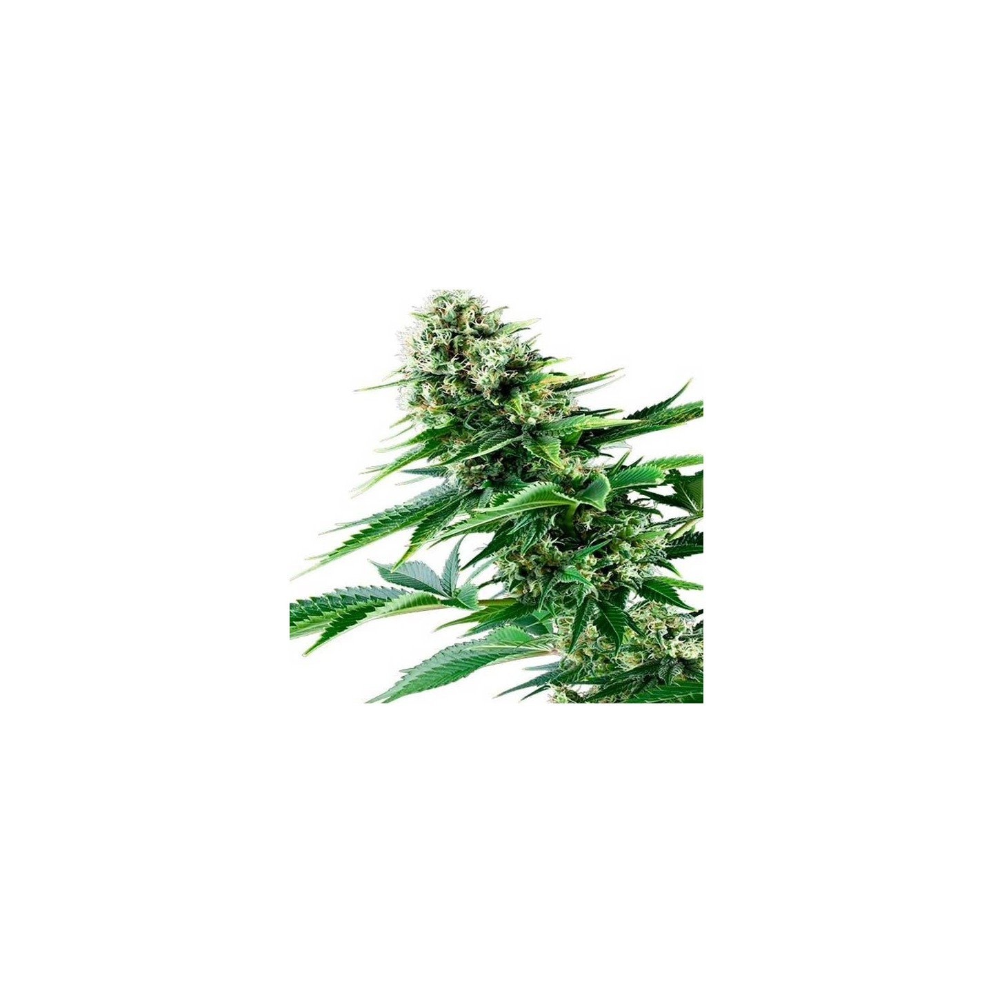 Power Flower Feminizada de Royal Queen