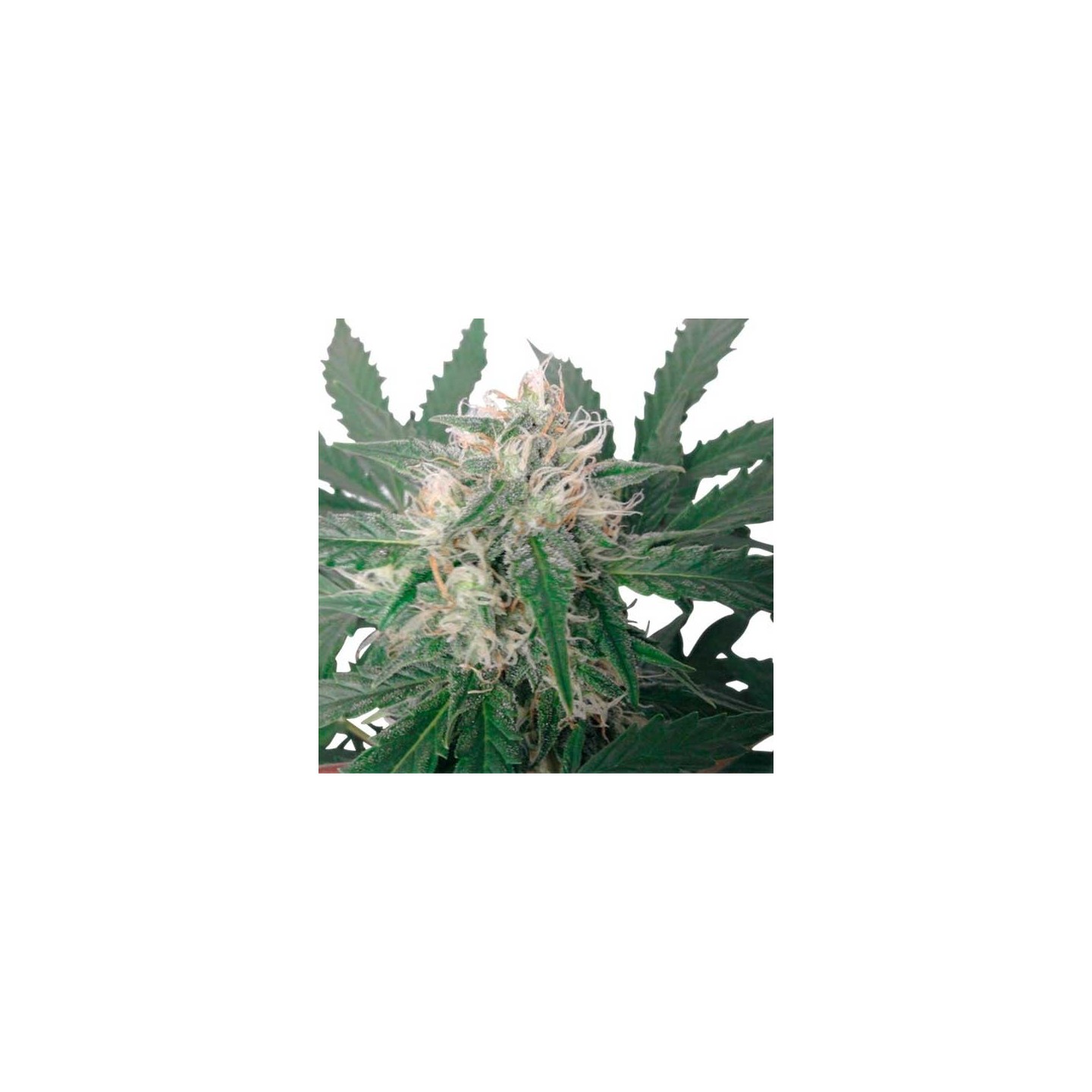 Royal Bluematic de Royal Queen