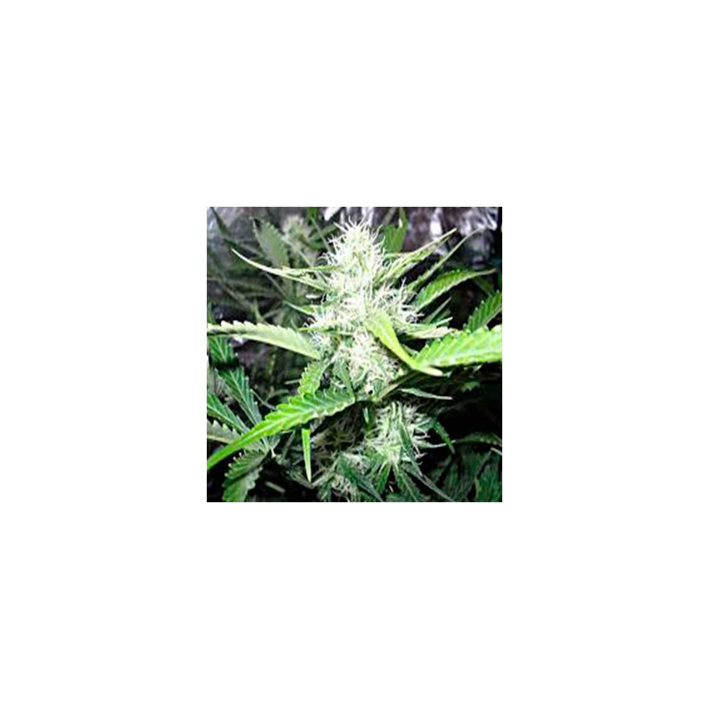 Royal Creamatic Feminizada de Royal Queen