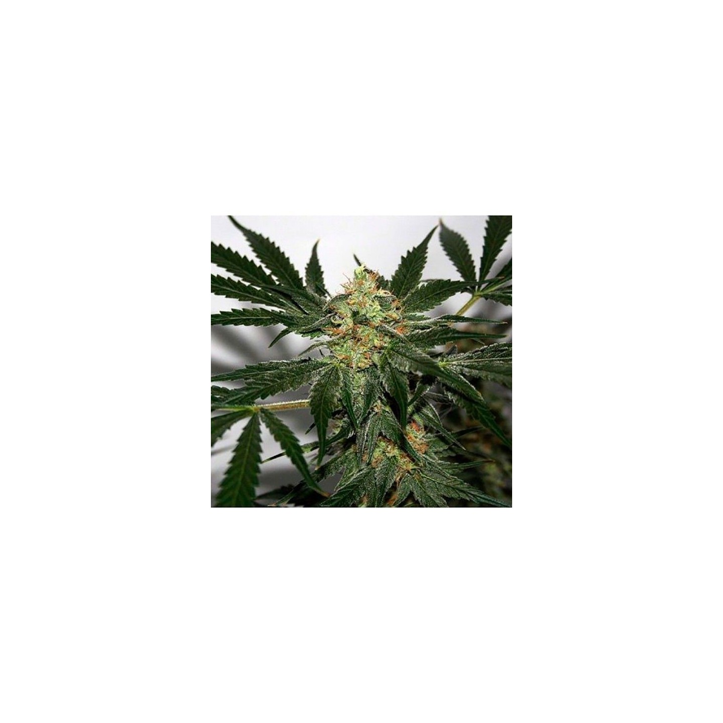 Early Skunk Haze Regular de Mr. Nice