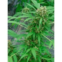 Early Skunk Regular de Mr. Nice
