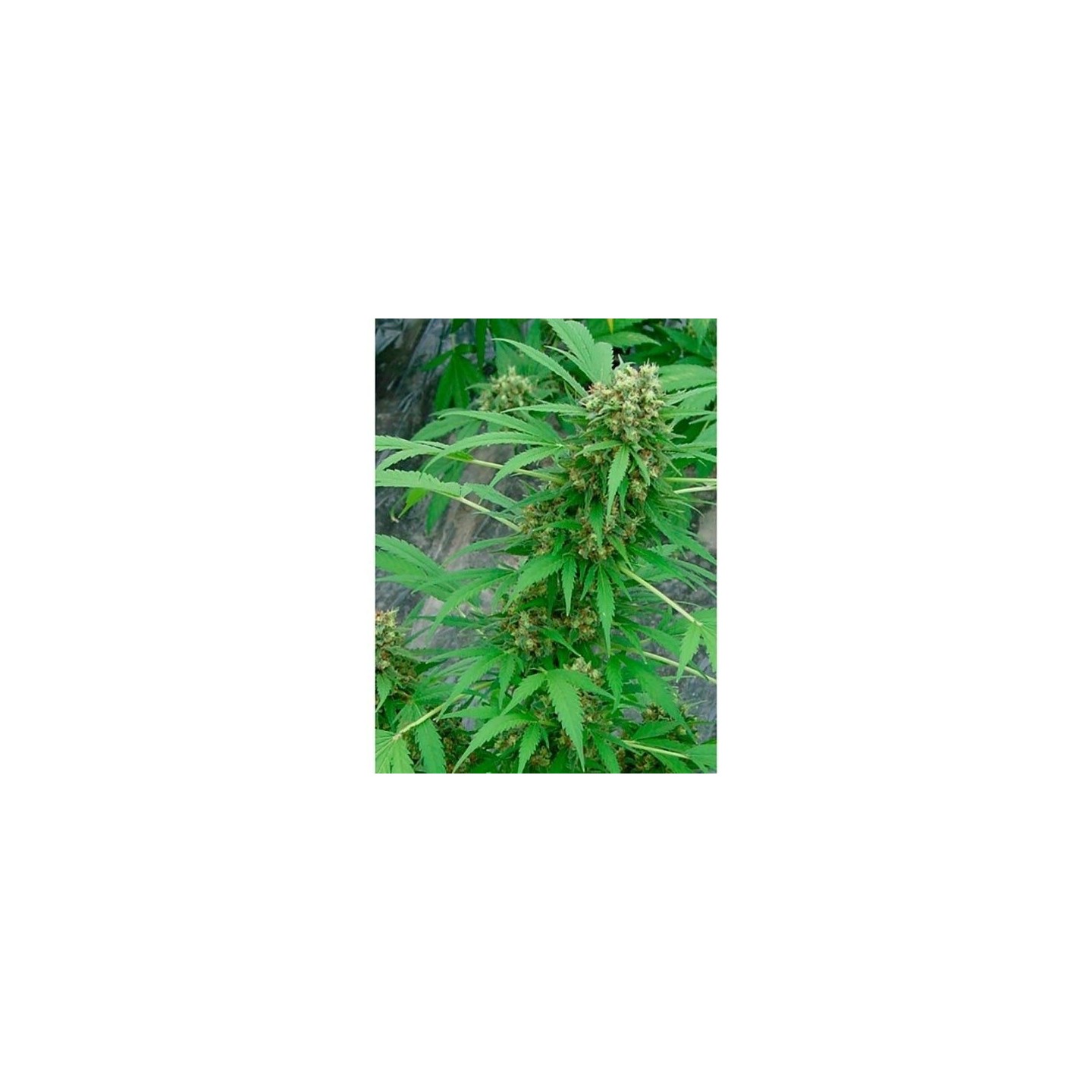 Early Skunk Regular de Mr. Nice