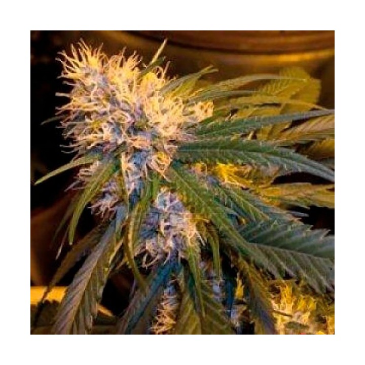 G13 X Haze Regular de Mr. Nice