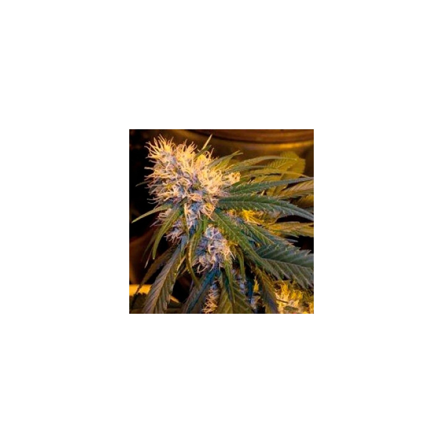 G13 X Haze Regular de Mr. Nice
