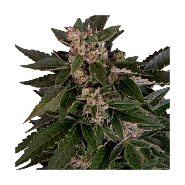 Royal Critical Autofloreciente Feminizada de Royal Queen