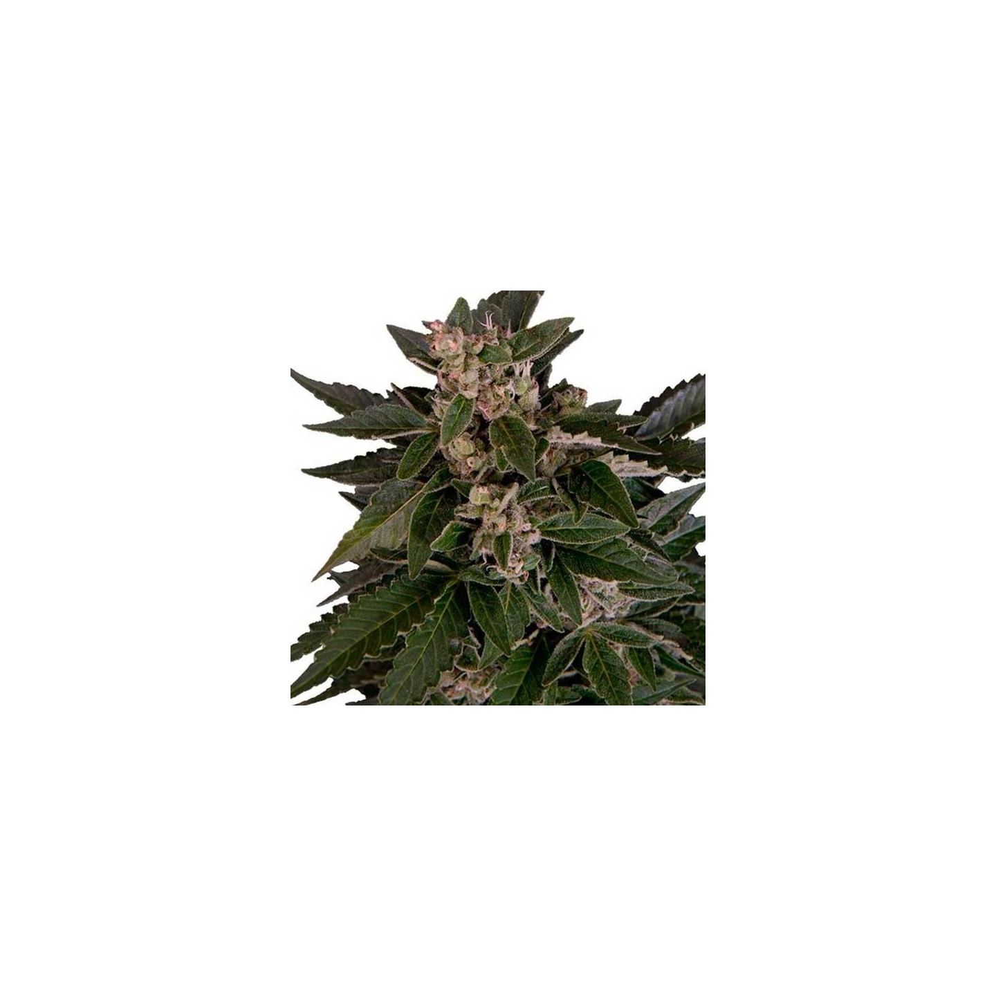 Royal Critical Autofloreciente Feminizada de Royal Queen