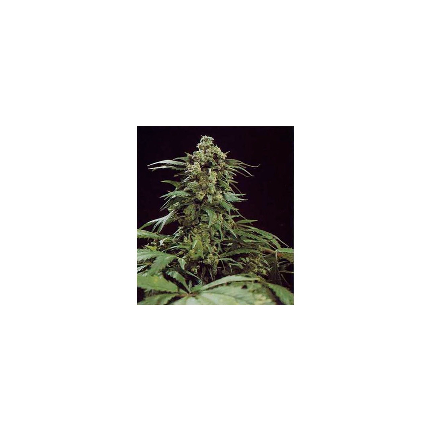 G13 X Skunk Regular de Mr. Nice