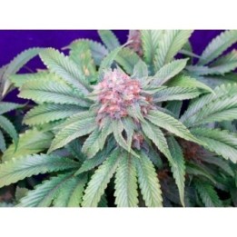 G13 X Widow Regular de Mr. Nice