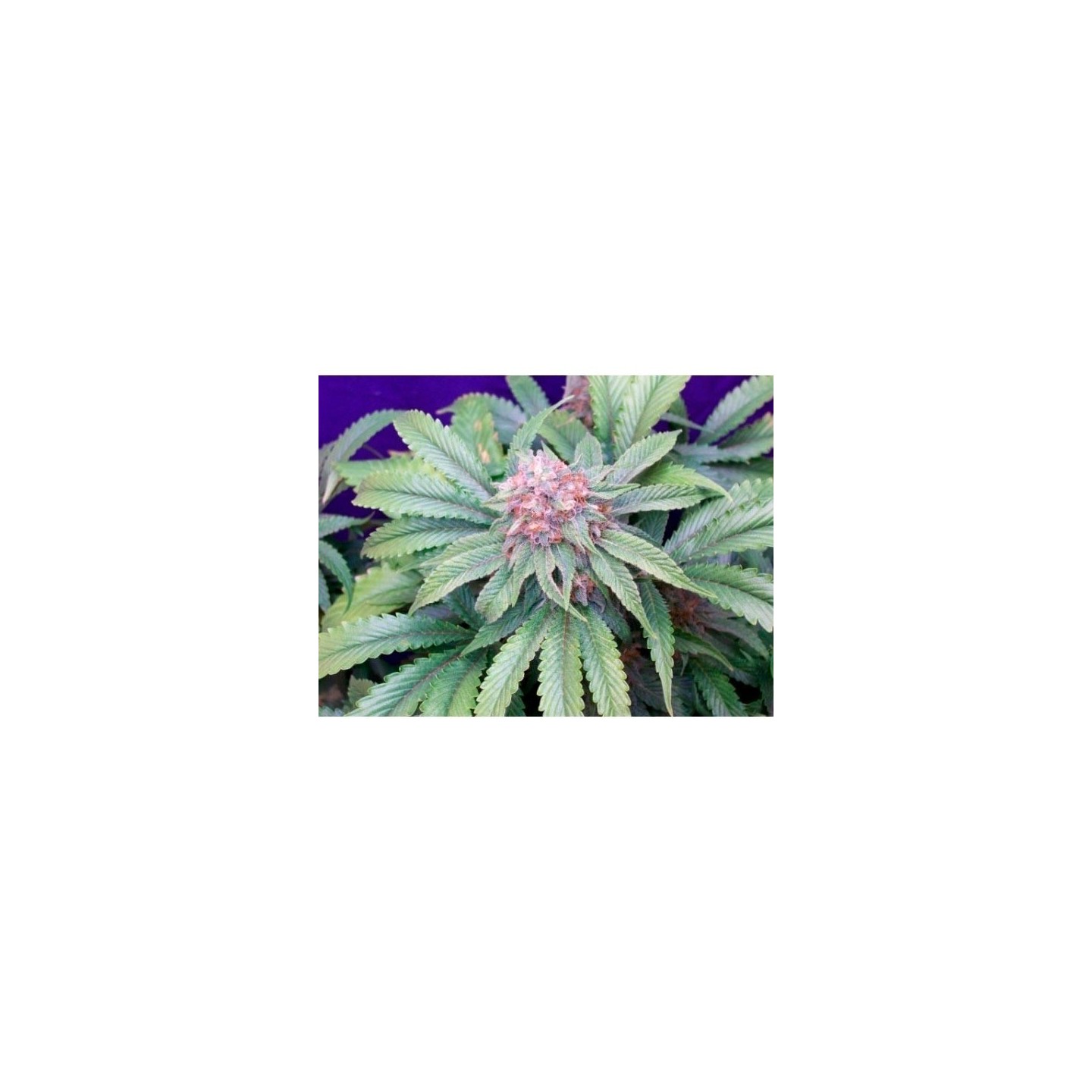 G13 X Widow Regular de Mr. Nice