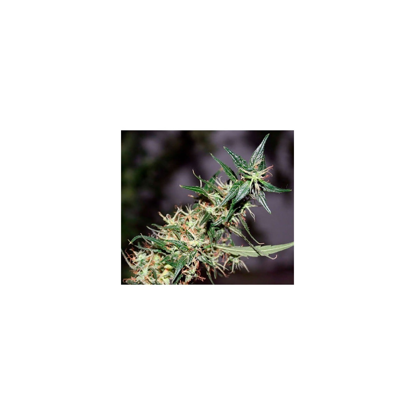 Mango Haze Regular de Mr. Nice