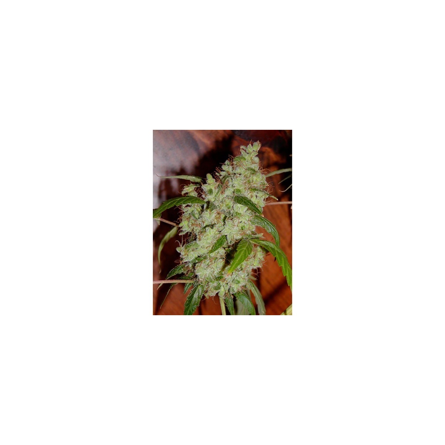 Mango X Widow Regular de Mr. Nice