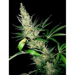Master Kush X Afghan Haze Regular de Mr. Nice