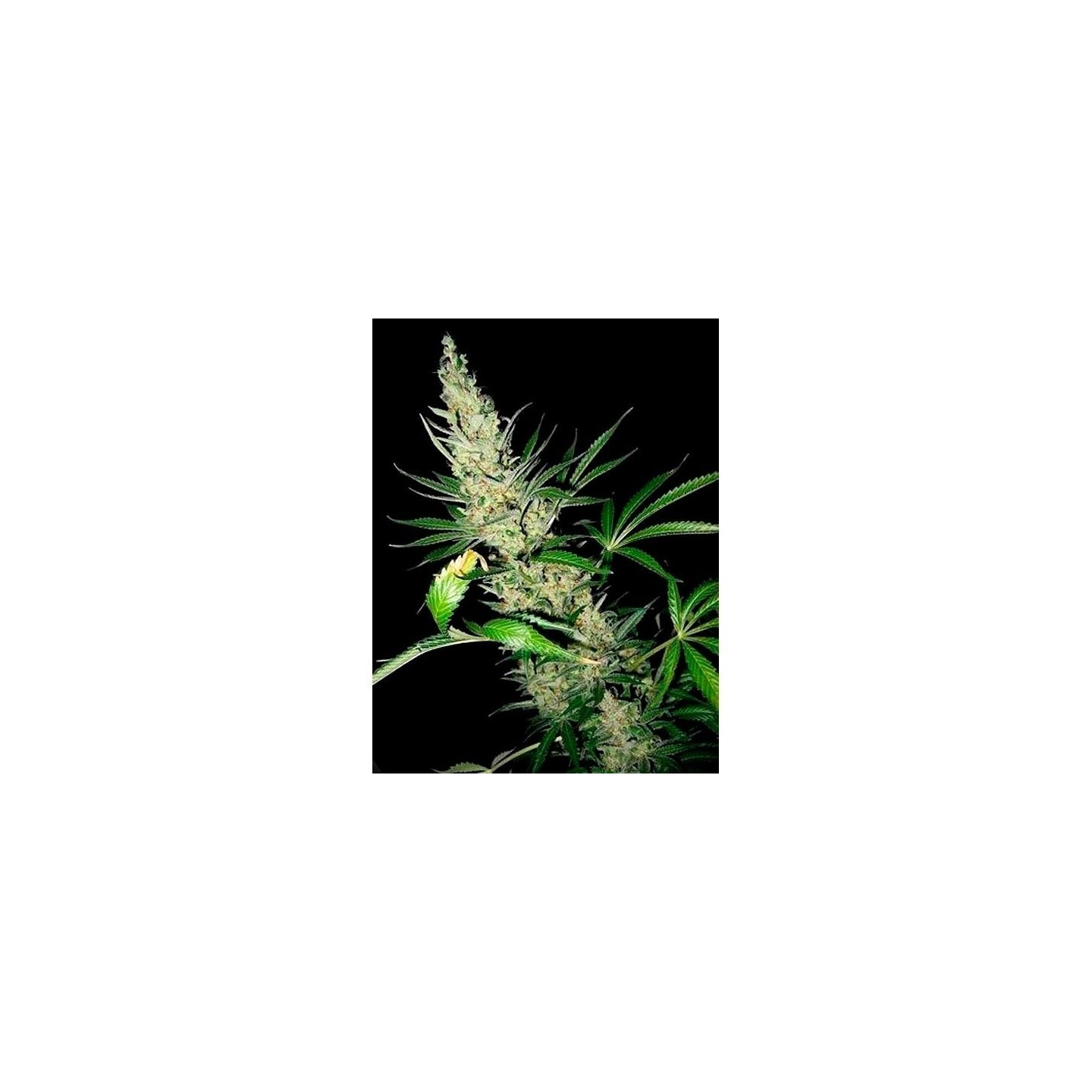 Master Kush X Afghan Haze Regular de Mr. Nice