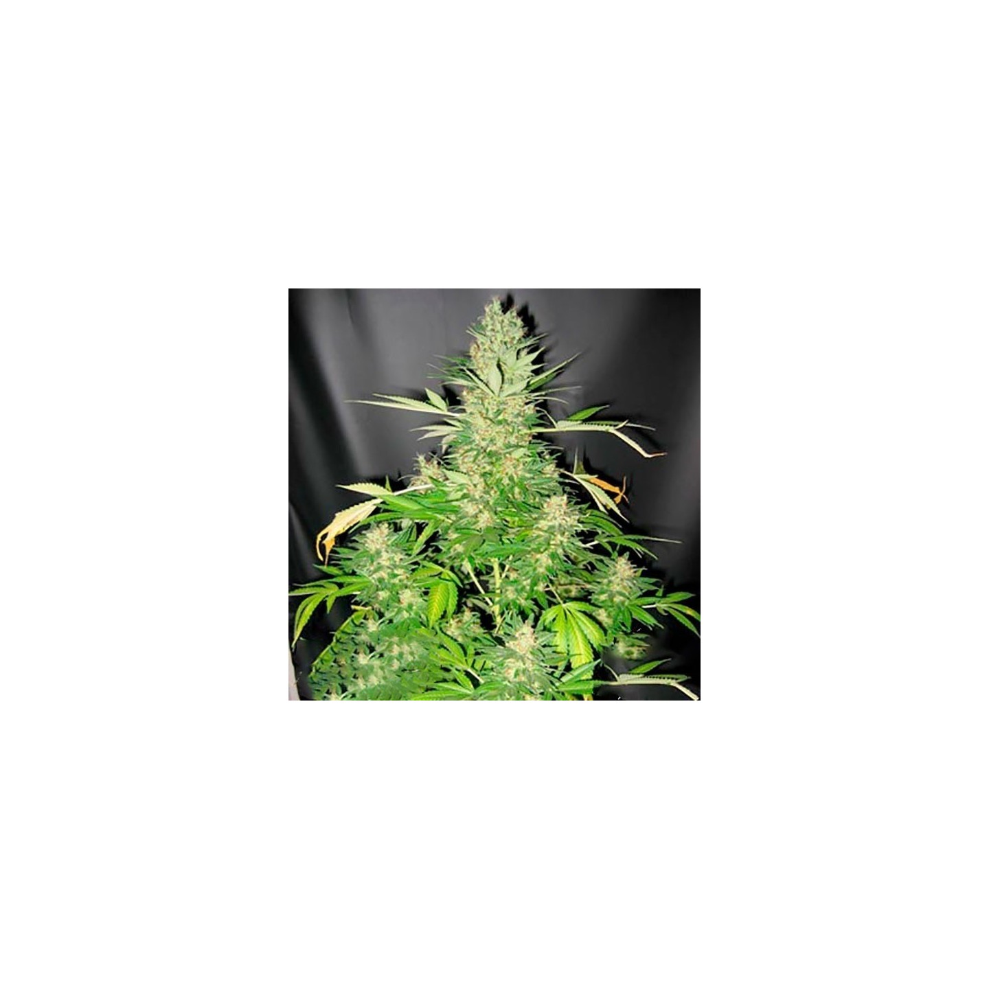 Master Kush X Skunk Regular de Mr. Nice