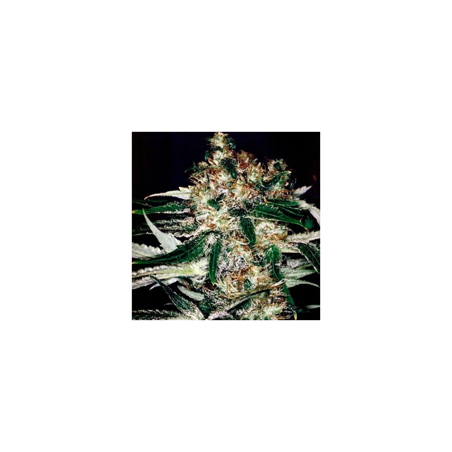 Medicine Man Regular de Mr. Nice