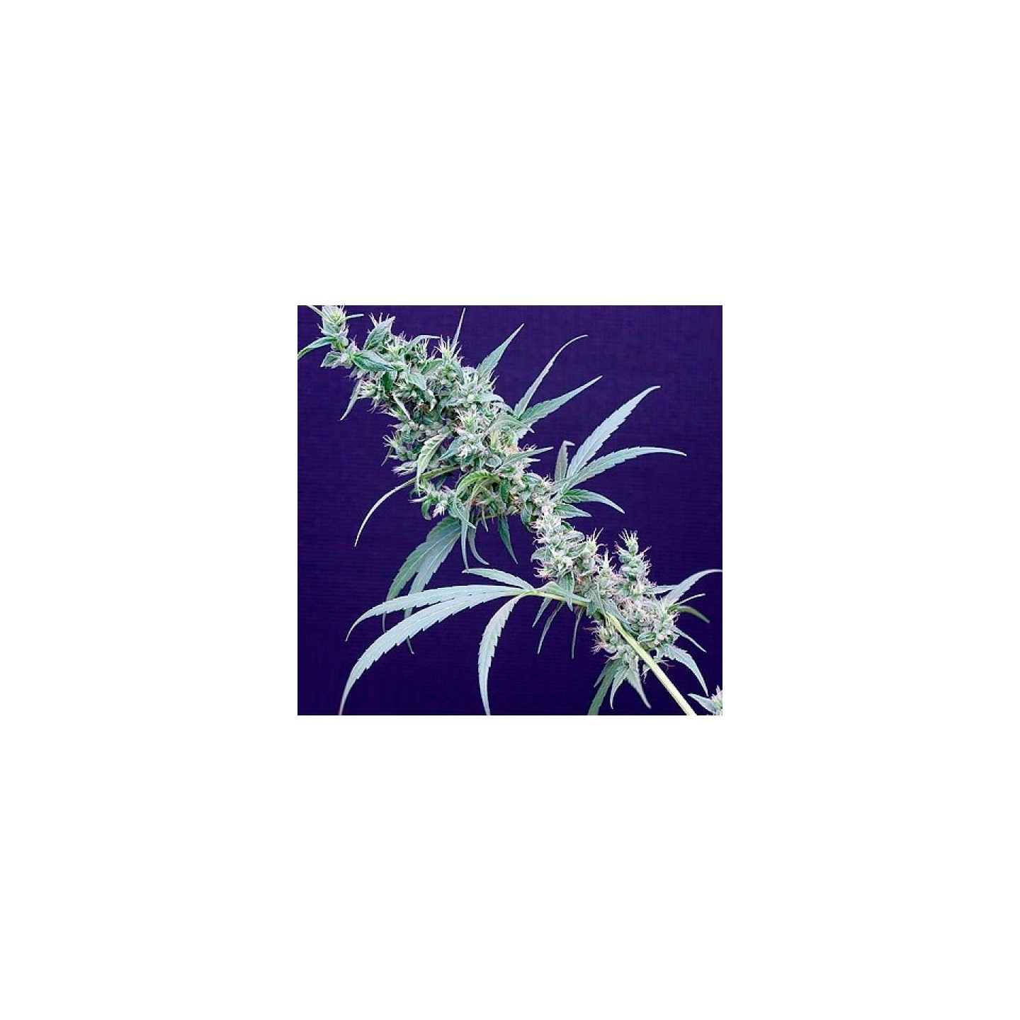 Neville's Haze X Mango Regular de Mr. Nice