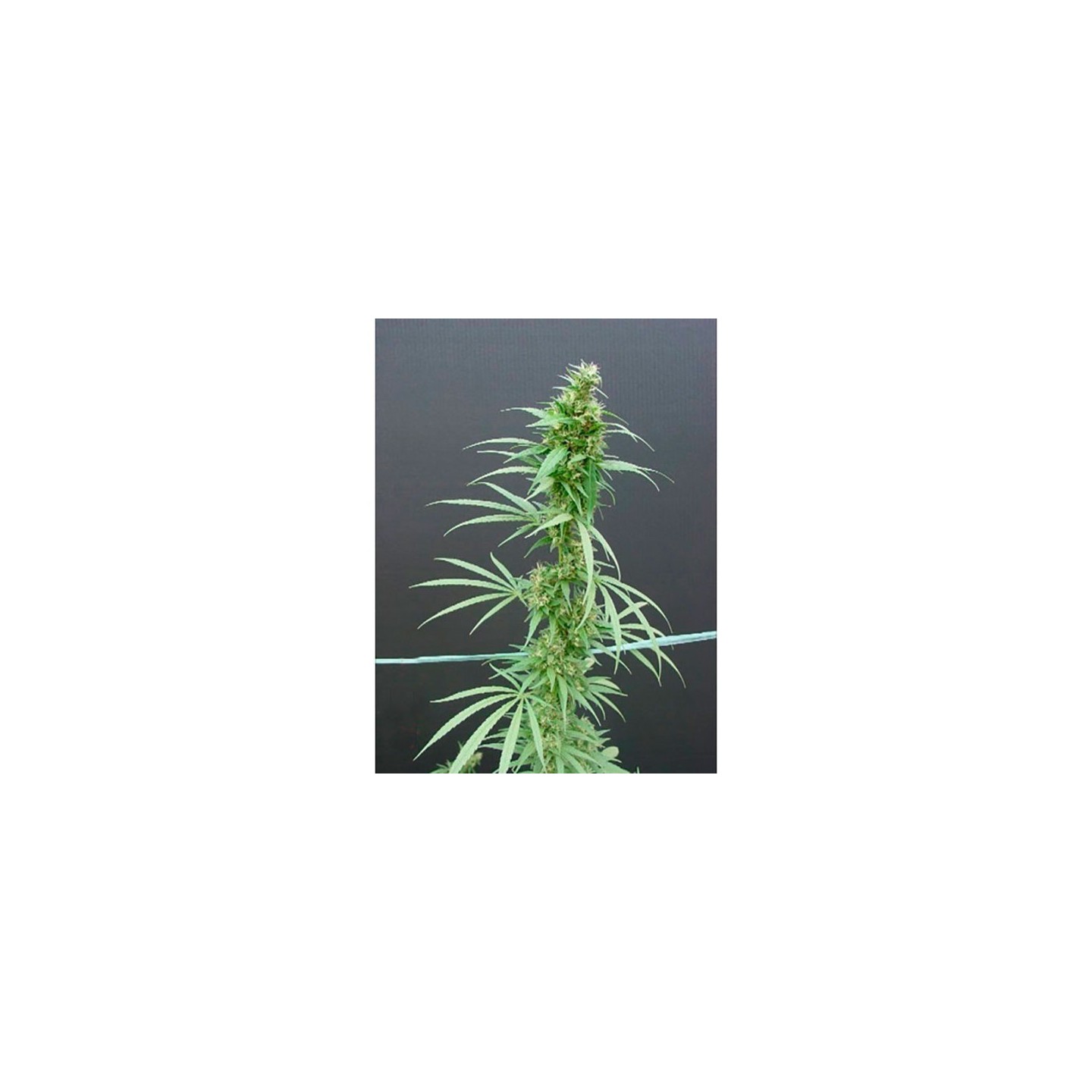 Nevilles Haze Regular de Mr. Nice