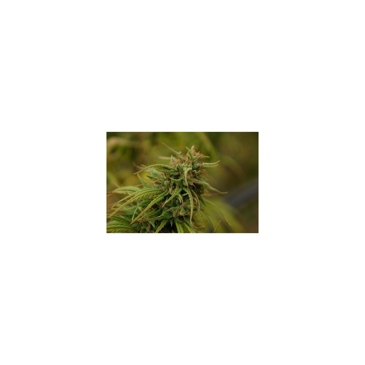 Nevilles Skunk Regular de Mr. Nice