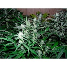 NHS (NL5/Haze X Skunk) Regular de Mr. Nice