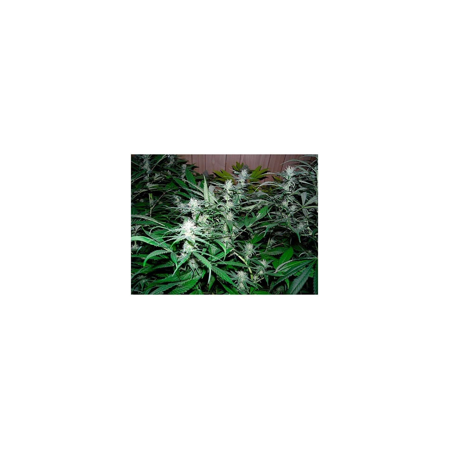 NHS (NL5/Haze X Skunk) Regular de Mr. Nice