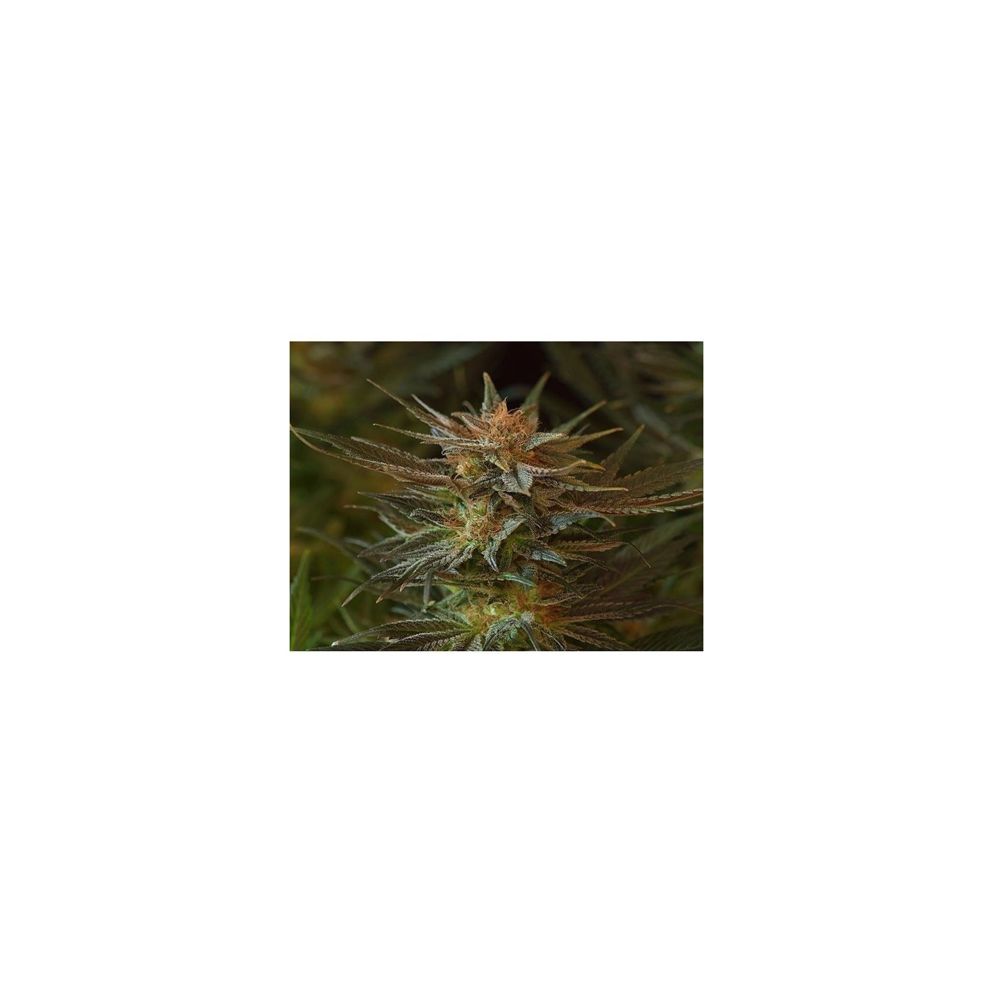 NL5 X Afghan Mr. Nice Regular de Mr. Nice