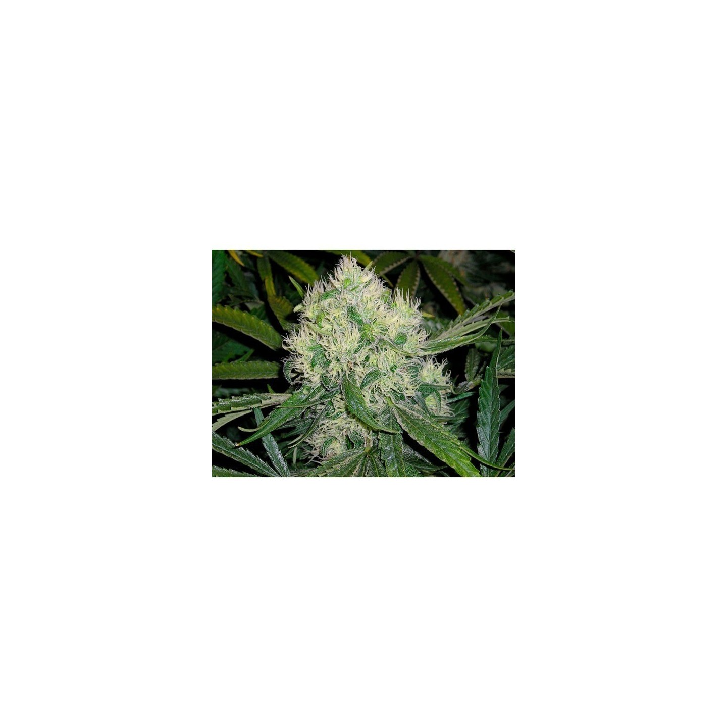 Nordle Regular de Mr. Nice