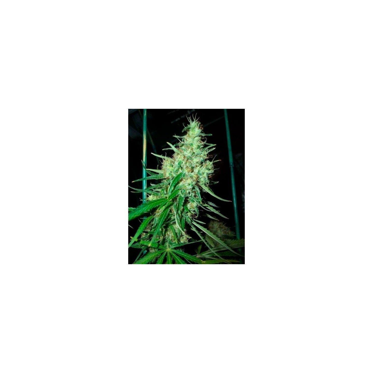 Pink Floyd (Critical Mass X Haze Ac)Regular de Mr. Nice