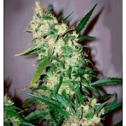 Skunk Haze Regular de Mr. Nice