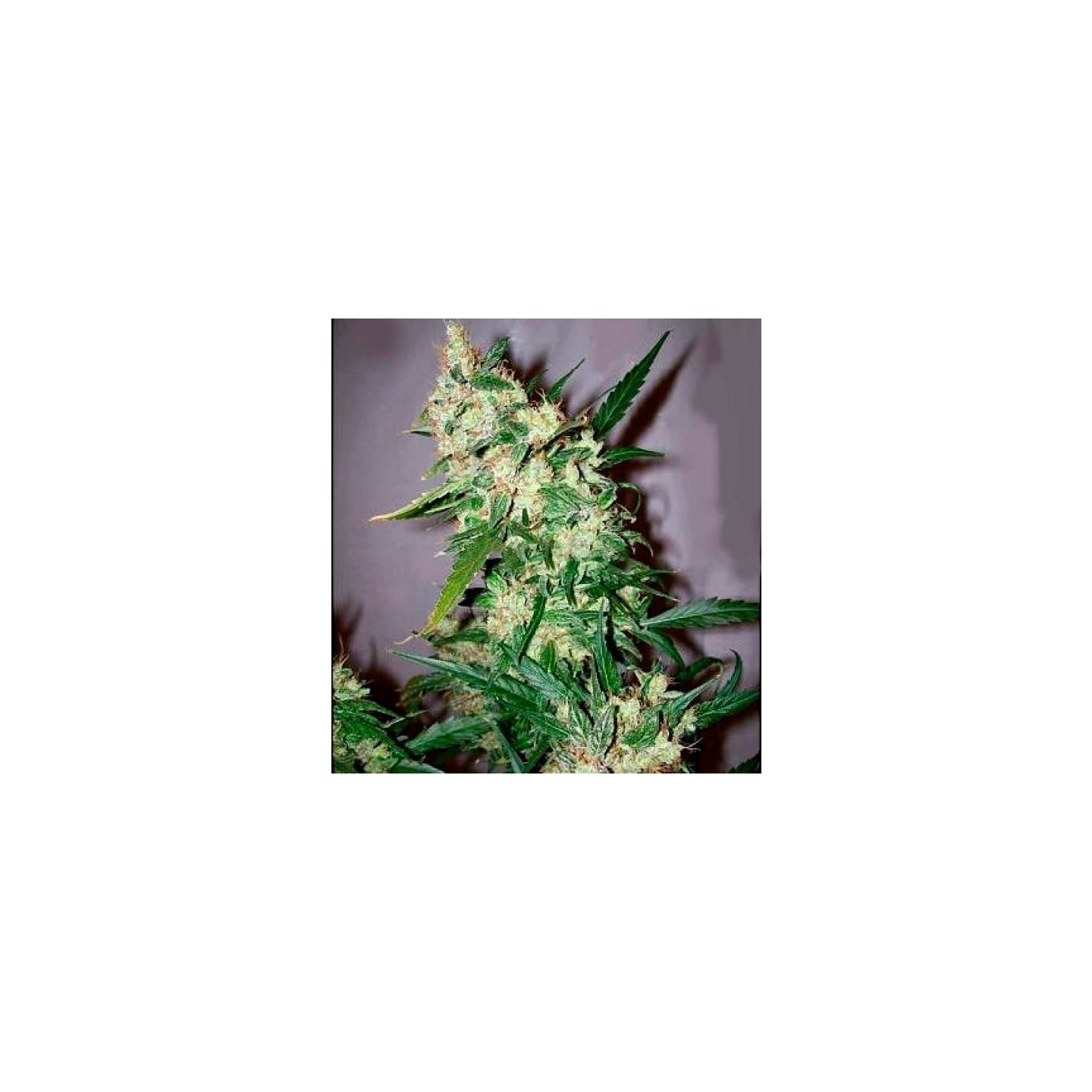 Skunk Haze Regular de Mr. Nice