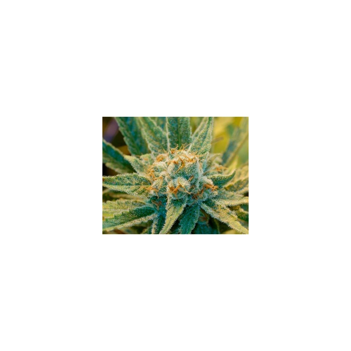 Super Silver Haze Regular de Mr. Nice