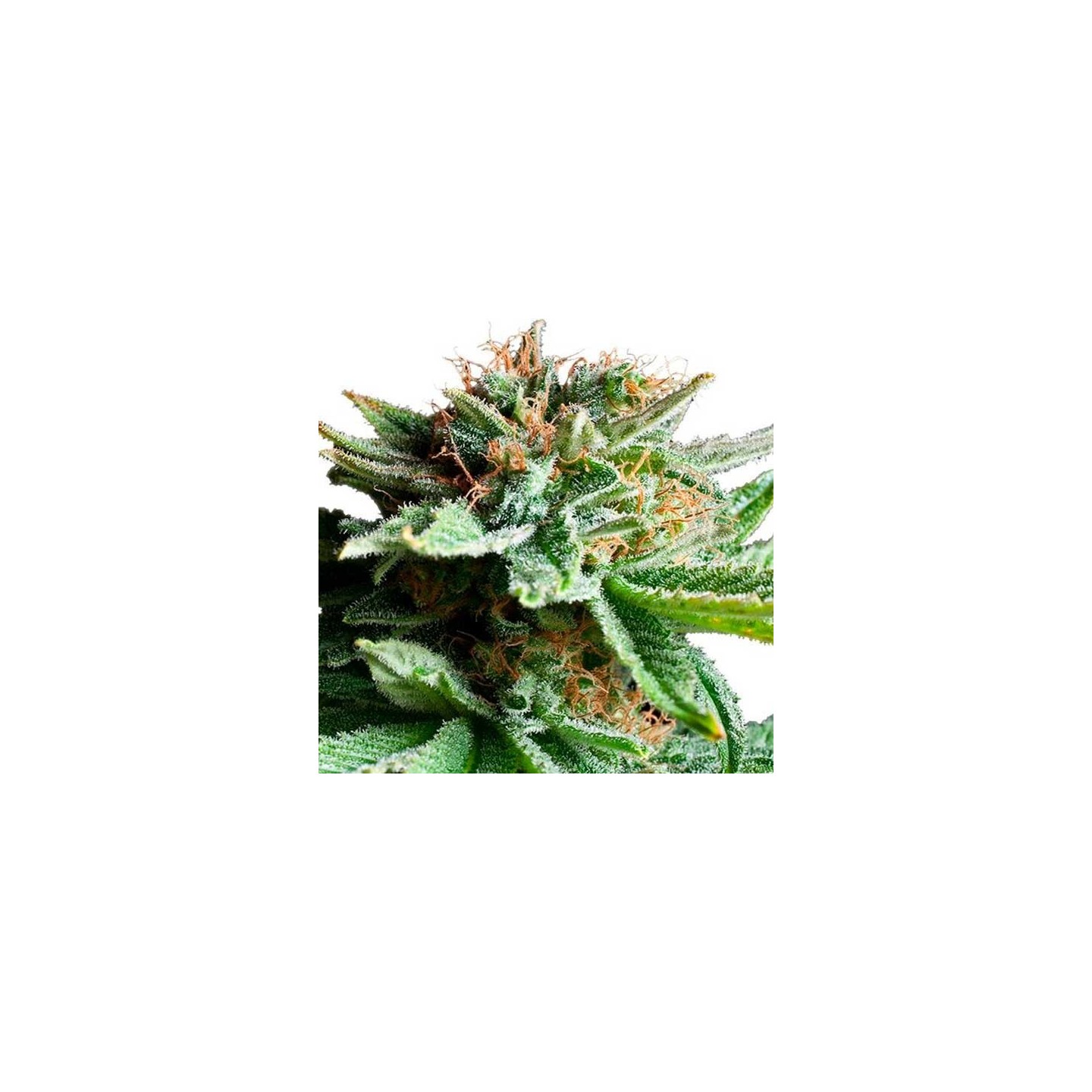 Shining Silver Haze Feminizada de Royal Queen