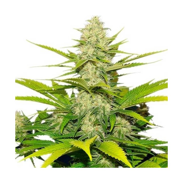 Skunk XL Feminizada de Royal Queen