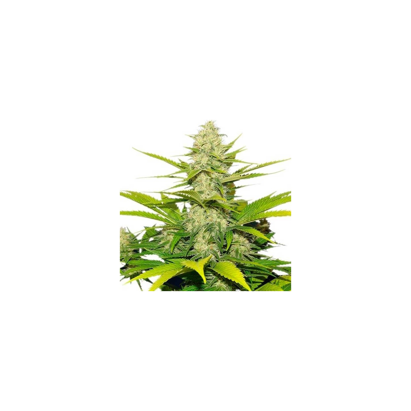 Skunk XL Feminizada de Royal Queen