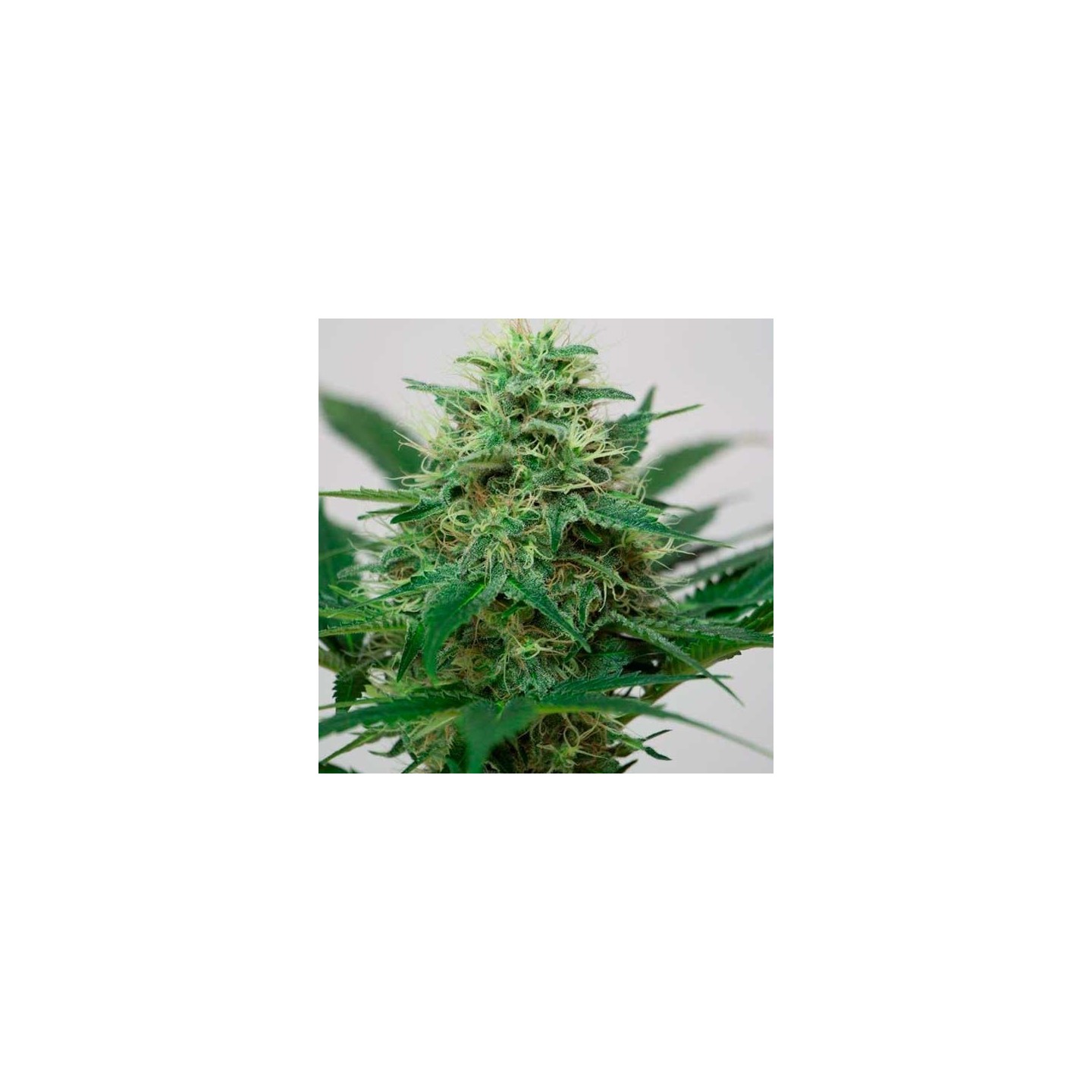 Somango XL Feminizada de Royal Queen