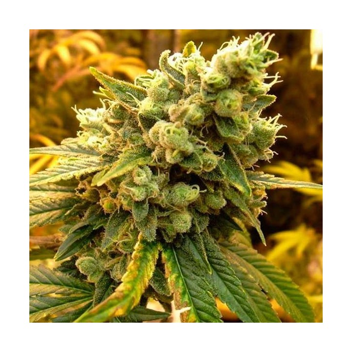Sour Diesel Feminizada de Royal Queen