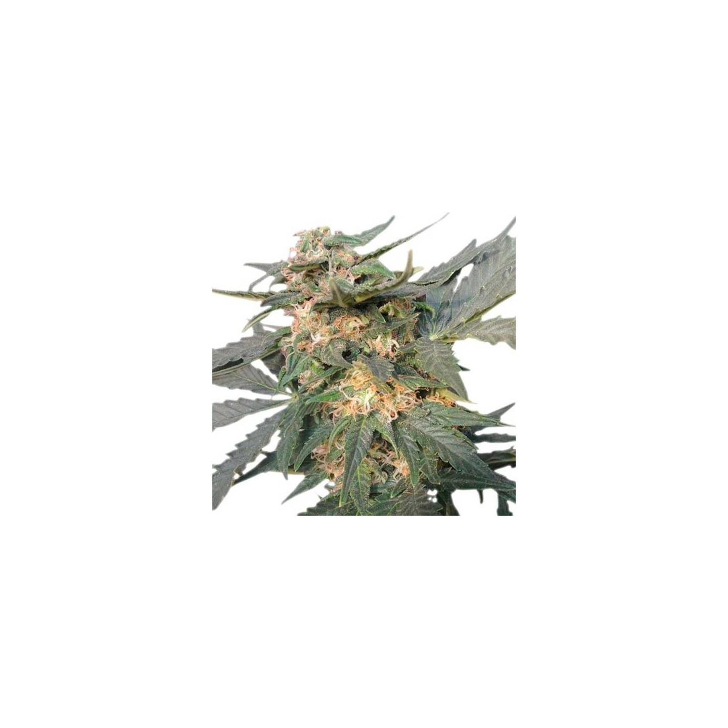 Royal Haze Autofloreciente Feminizada de Royal Queen