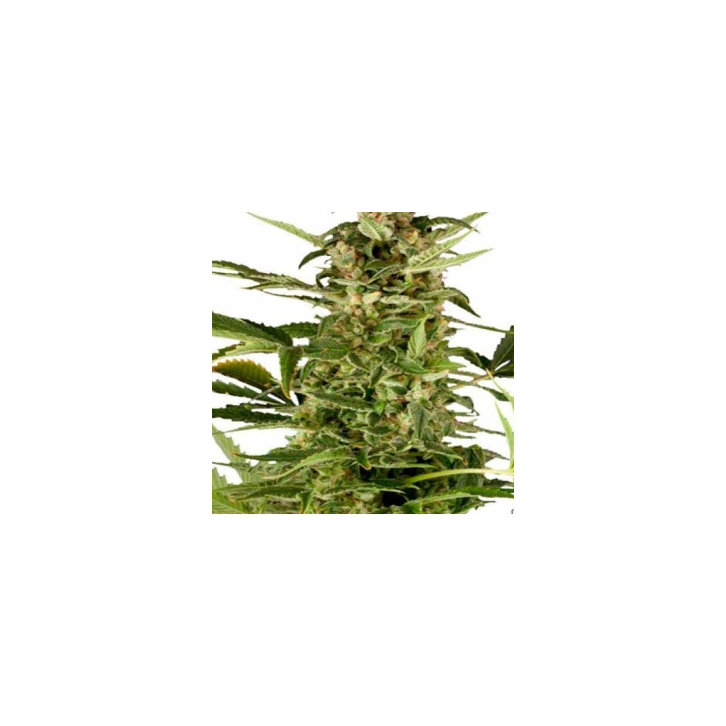 Royal Highness Feminizada de Royal Queen