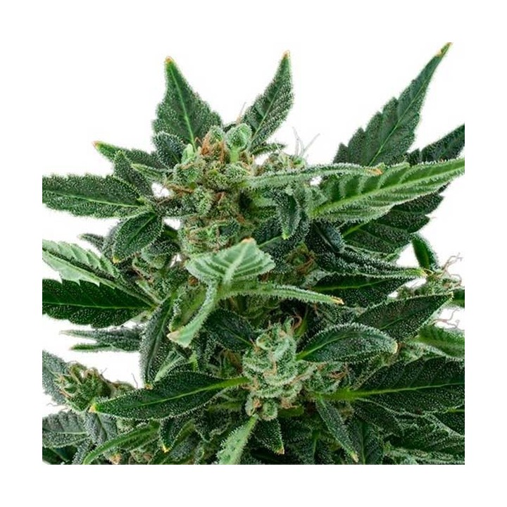 Royal Kush Autofloreciente Feminizada de Royal Queen