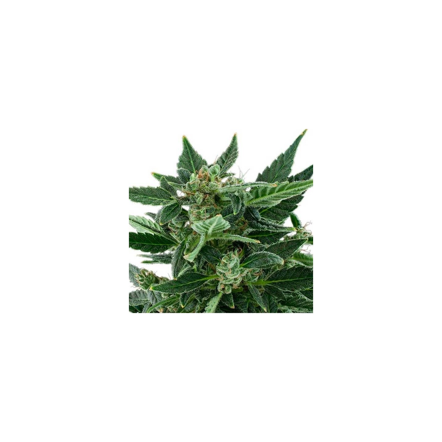 Royal Kush Autofloreciente Feminizada de Royal Queen