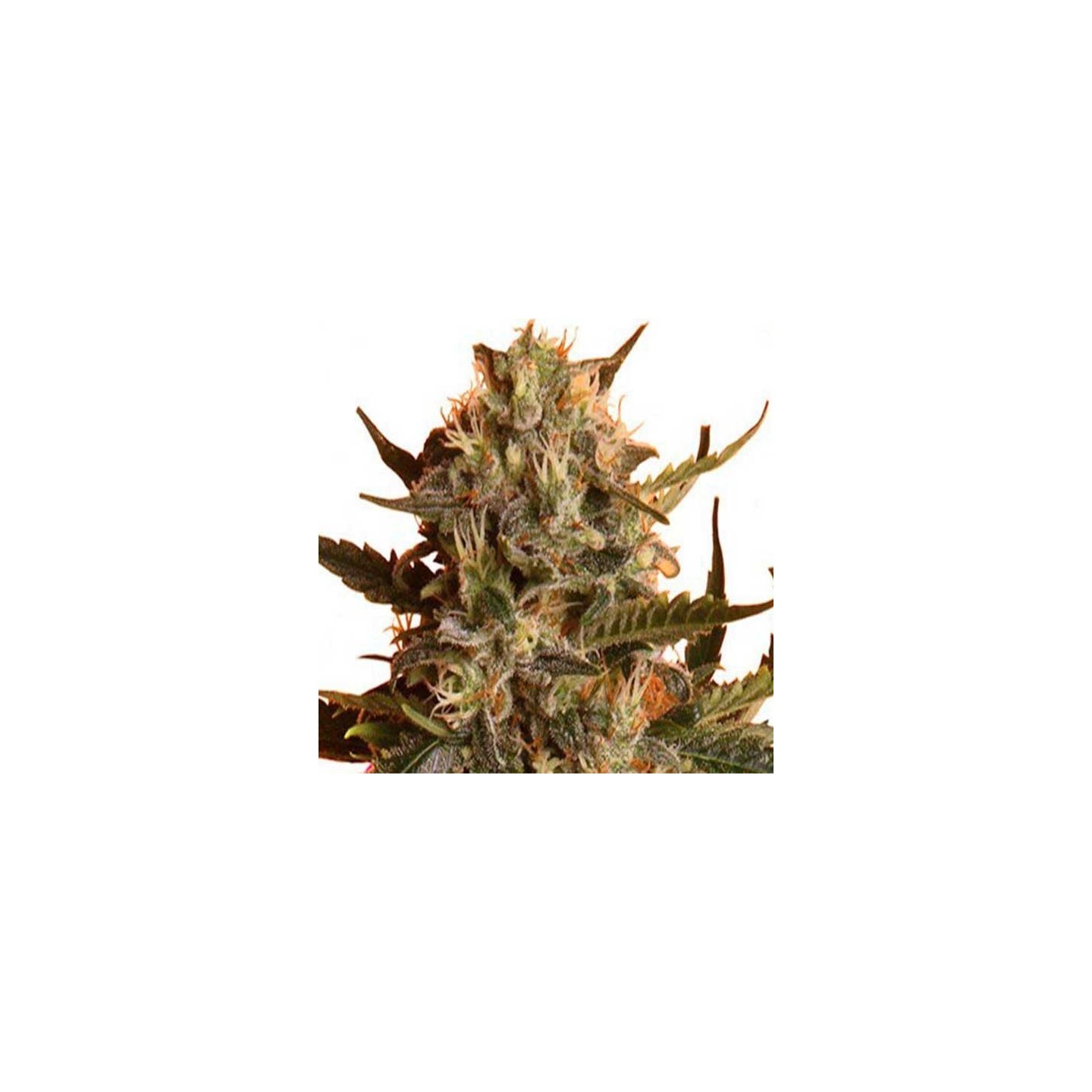 Royal Madre Feminizada de Royal Queen