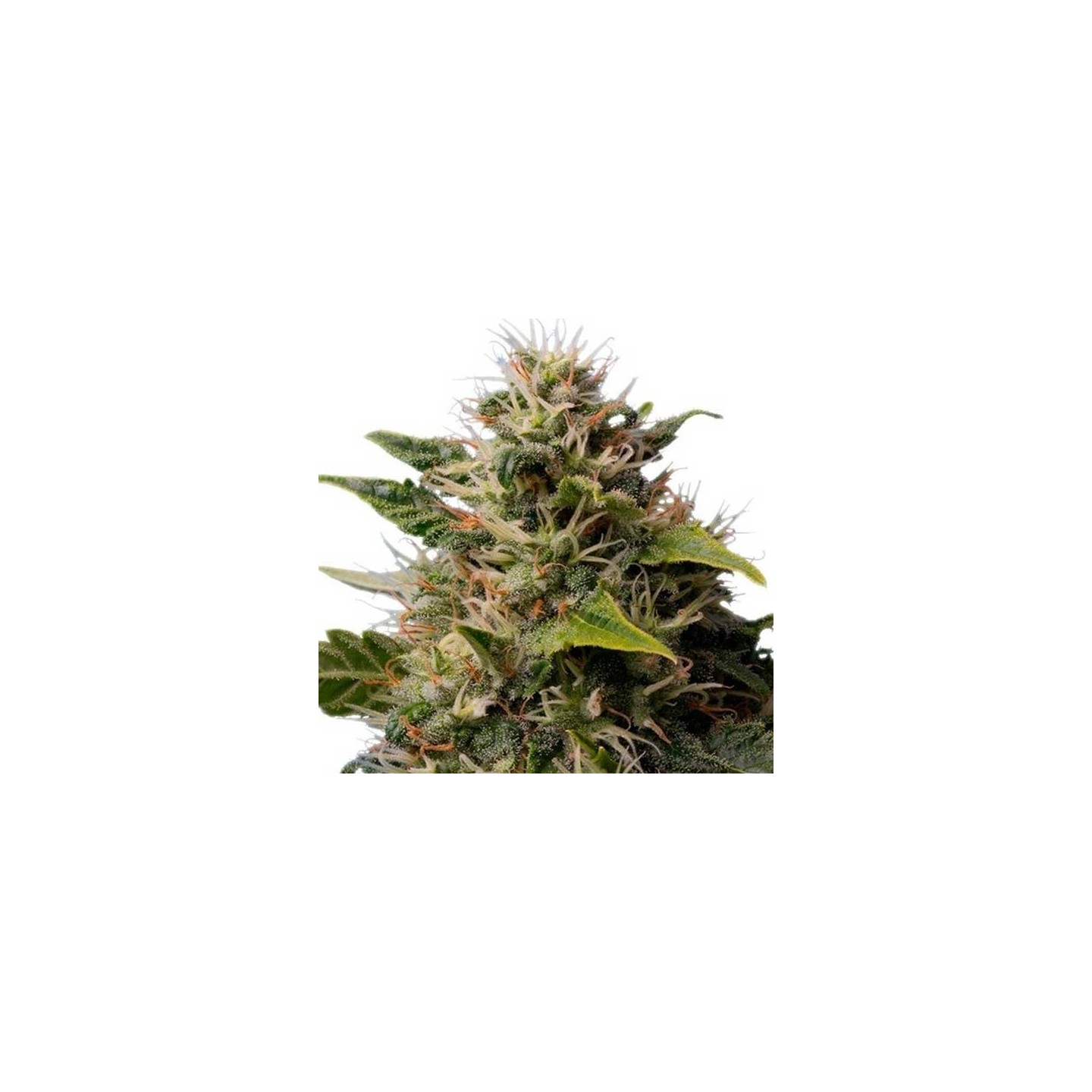 Royal Moby Feminizada de Royal Queen