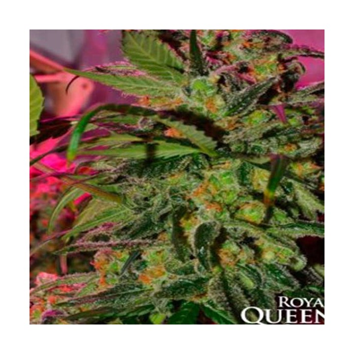 Speedy Chile-Fast Feminizada de Royal Queen