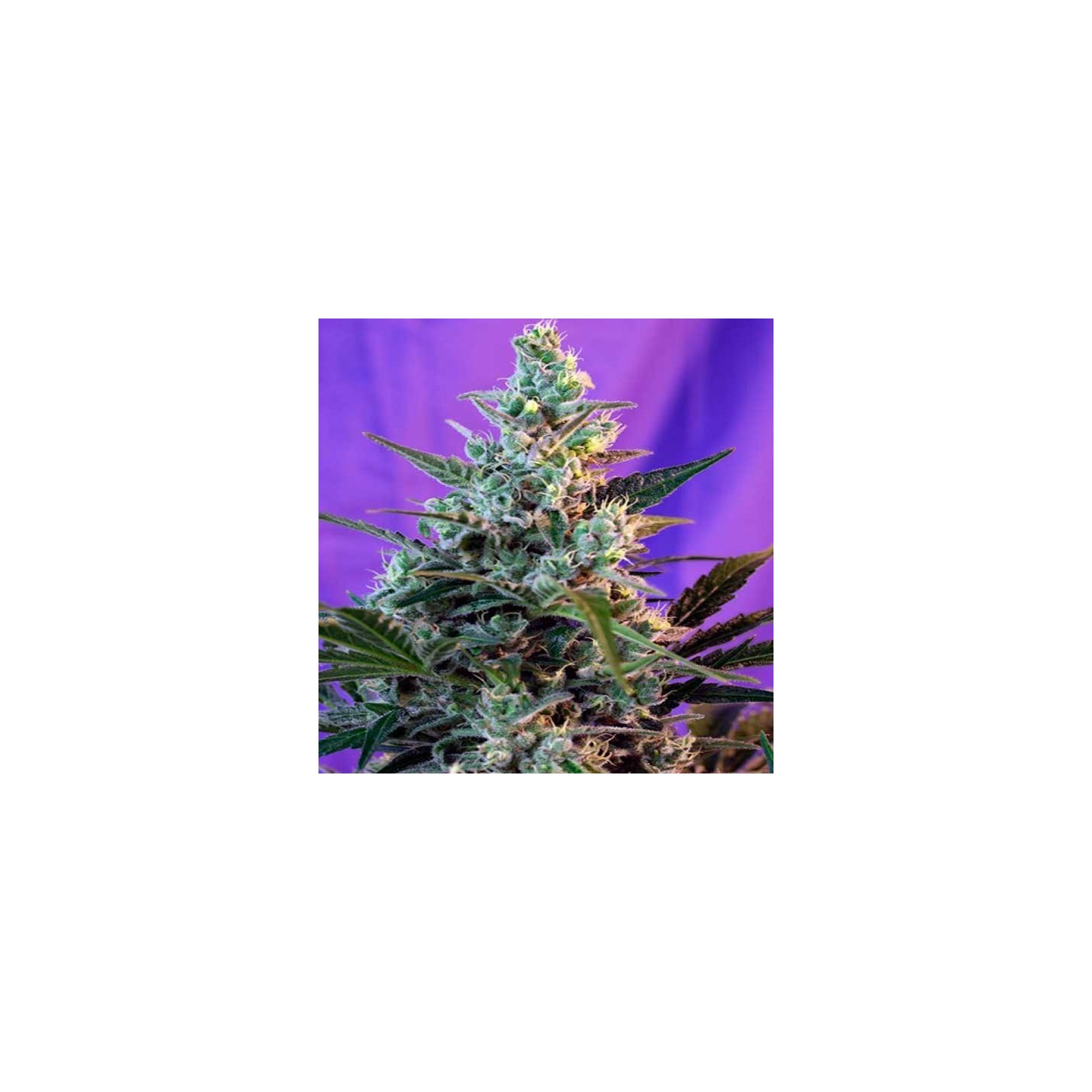Sweet Skunk Autofloreciente Feminizada de Royal Queen