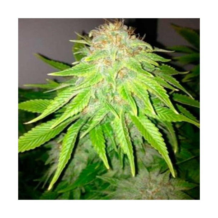 White Widow Feminizada de Royal Queen