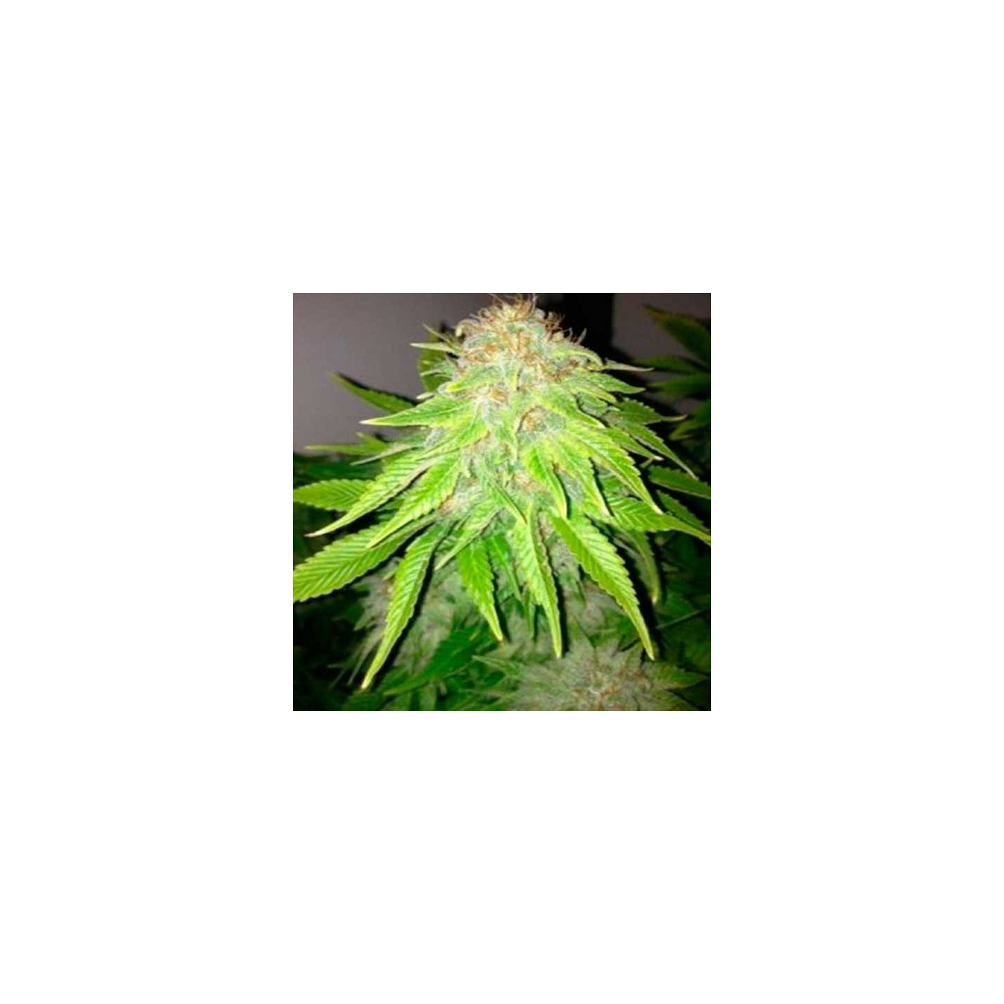 White Widow Feminizada de Royal Queen