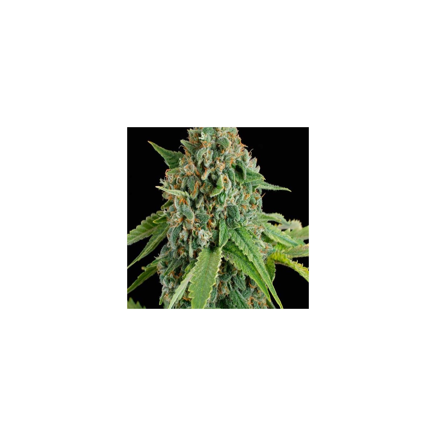 White Widow Autofloreciente Feminizada de Royal Queen